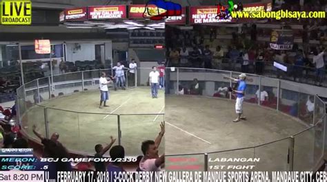3cock derby